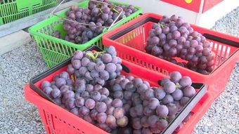 加強(qiáng)日常監(jiān)管與抽樣檢查，筑牢農(nóng)副產(chǎn)品供給安全防線